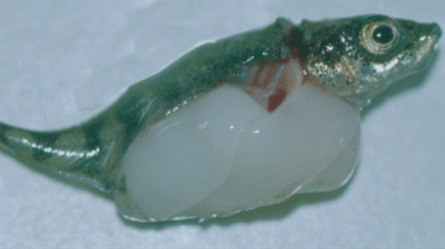 2. Schistocephalus (Шистоцефалус) паразиты, природа, факты