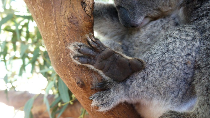 Отпечатки пальцев коал идентичны человеческим.