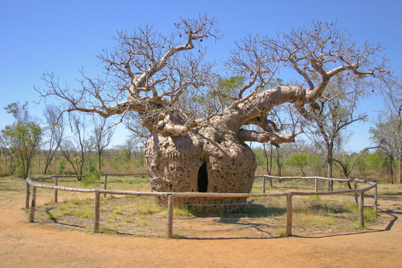 2. Тюрьма внутри дерева