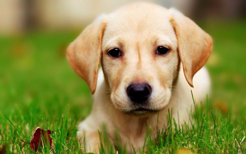 10 самых умных пород собак в мире