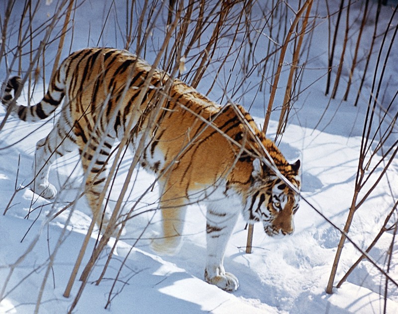 Амурский Тигр.