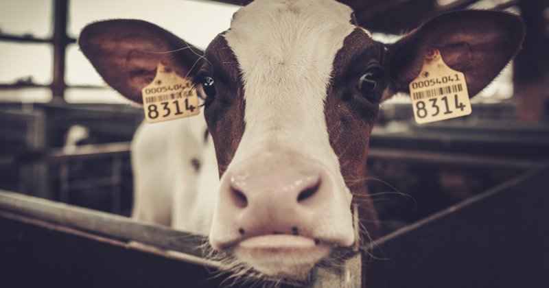 Почему мясо коровы называется говядина