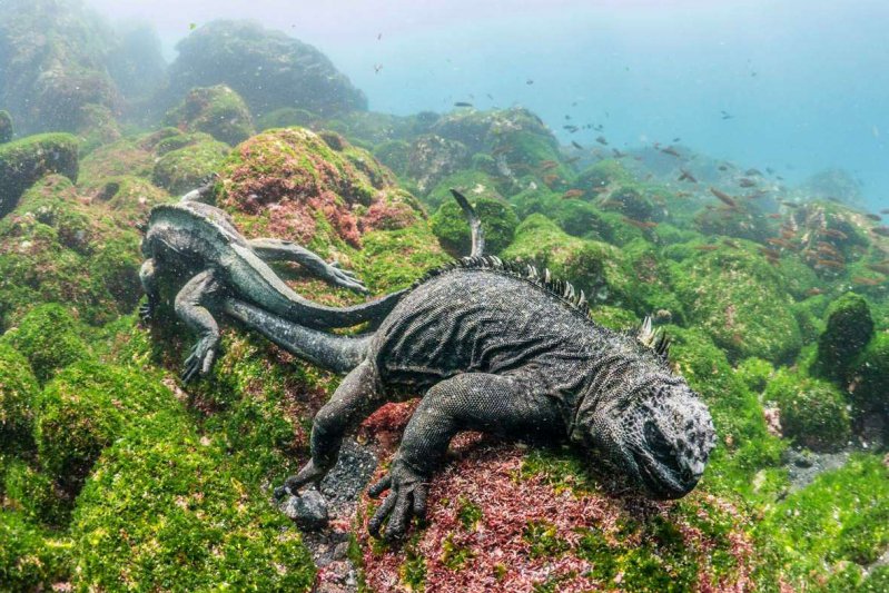 Морские игуаны 