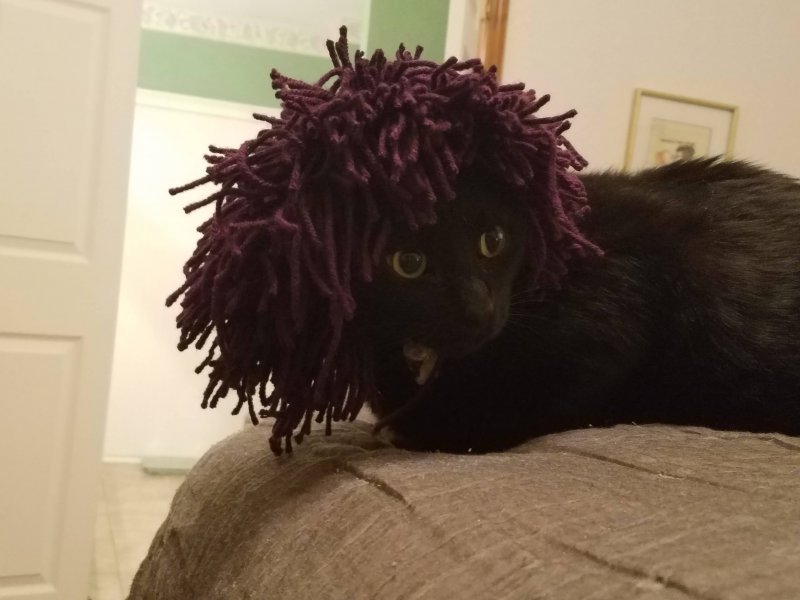 Кот в парике 