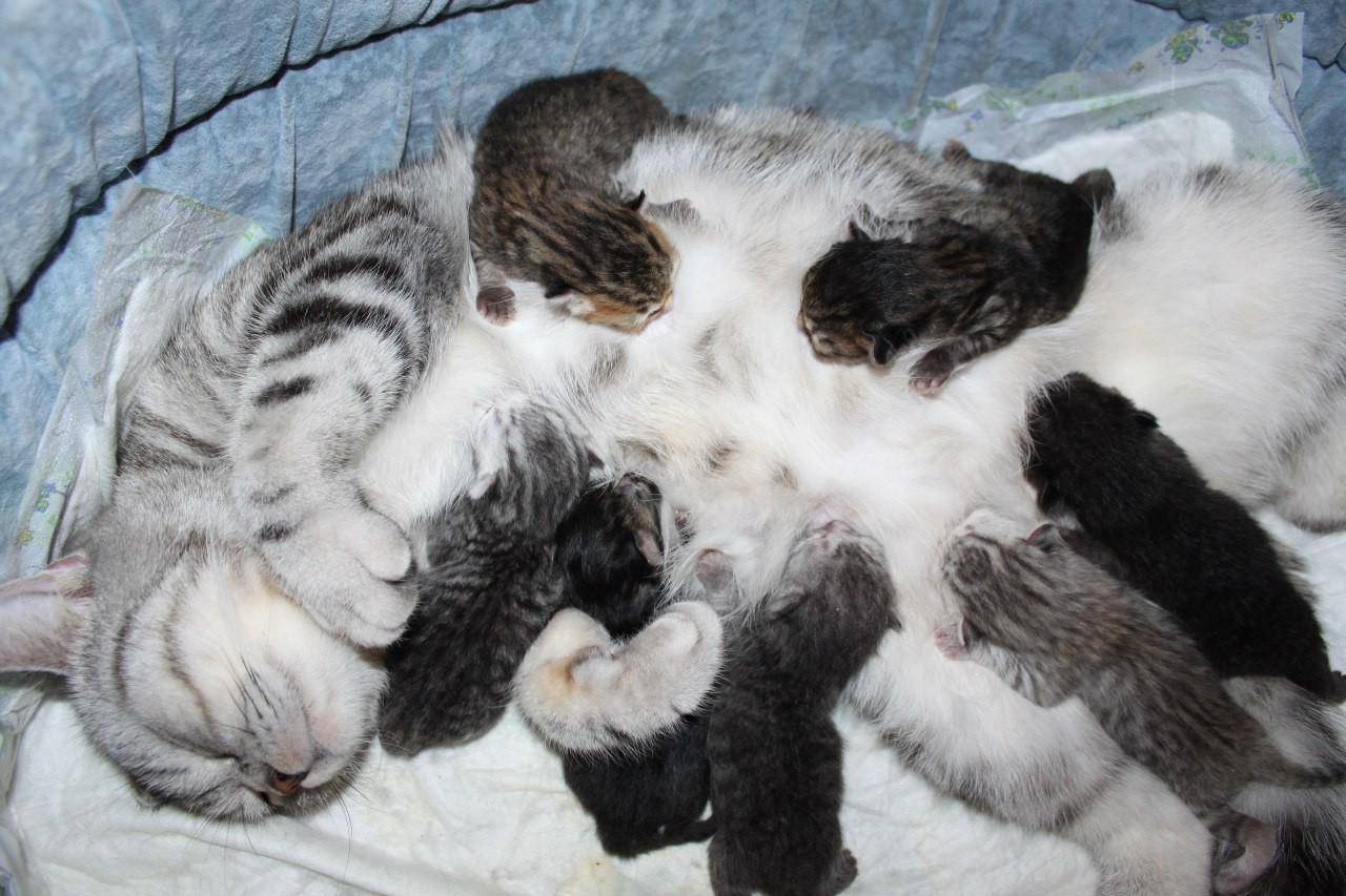 К чему снятся рождающиеся котята. Рожденные котята. Новорождённые котята. Кошка с новорожденными котятами. Кошка и Новорожденные котята.