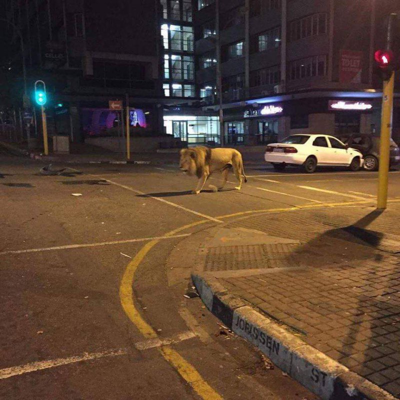 В Африке по улицам иногда разгуливают львы
