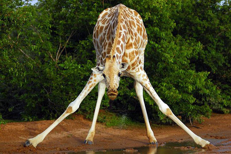 Какого животного самый большой мозг в мире. Жираф. Ноги жирафа. Животное с длинными ногами. Самка жирафа.