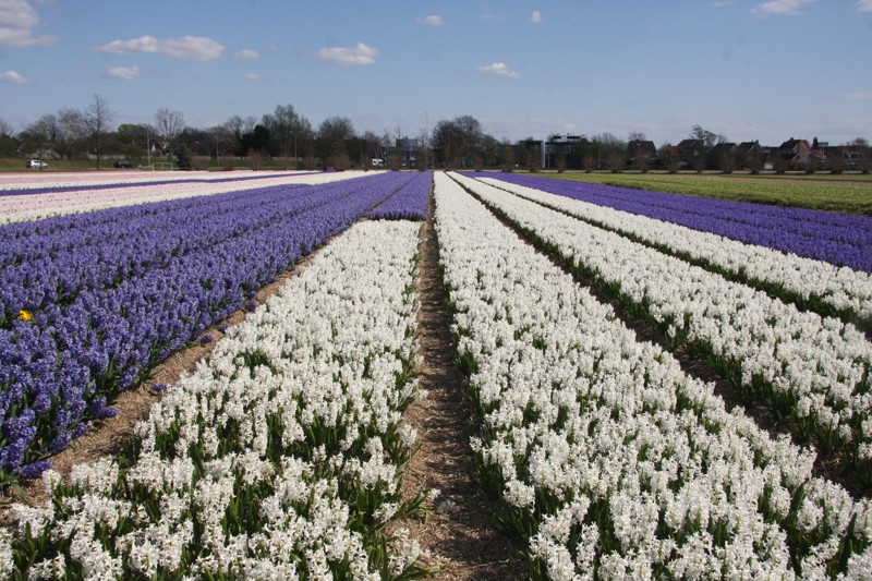 Как найти Цветочные поля в Голландии