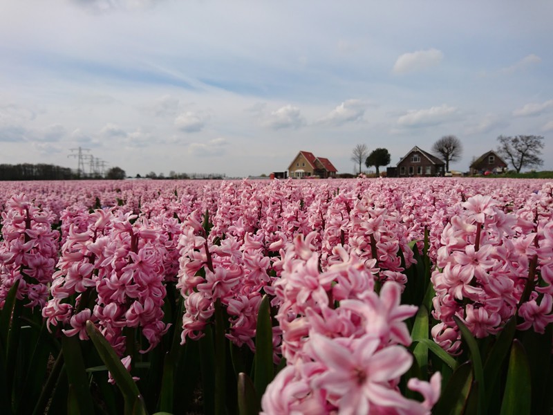 Как найти Цветочные поля в Голландии