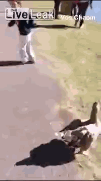 Прикольные гифки Прикольные гифки