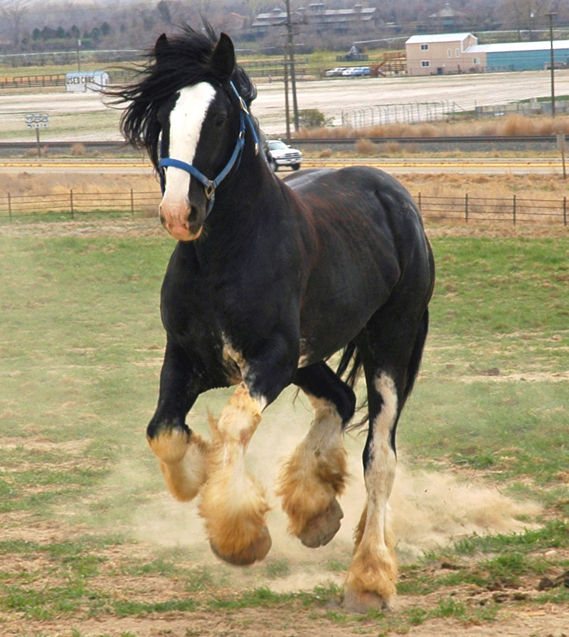 Шайры - самые крупные лошади на планете
