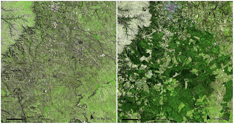 А вот Уругвай смог увеличить площадь своих лесов с 45 тысяч гектаров до 900 тысяч. Однако при этом уменьшилось разнообразие животных и растений. Март 1975 г. — февраль 2009 г.