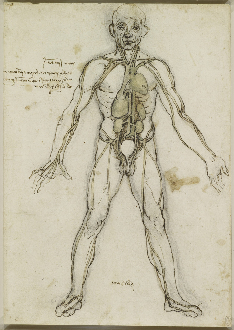 В Сети опубликованы сотни анатомических рисунков Леонардо да Винчи 