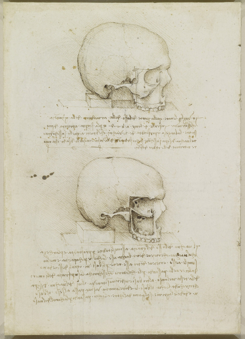 В Сети опубликованы сотни анатомических рисунков Леонардо да Винчи 