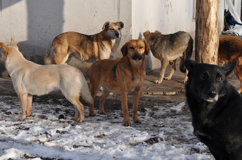 Во Владивостоке, собаки пытались съесть... автомобиль