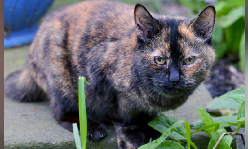Кошка Тилли ждёт в приюте хозяев уже более 20 лет