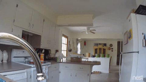 Чем занят кот, когда вас нет дома