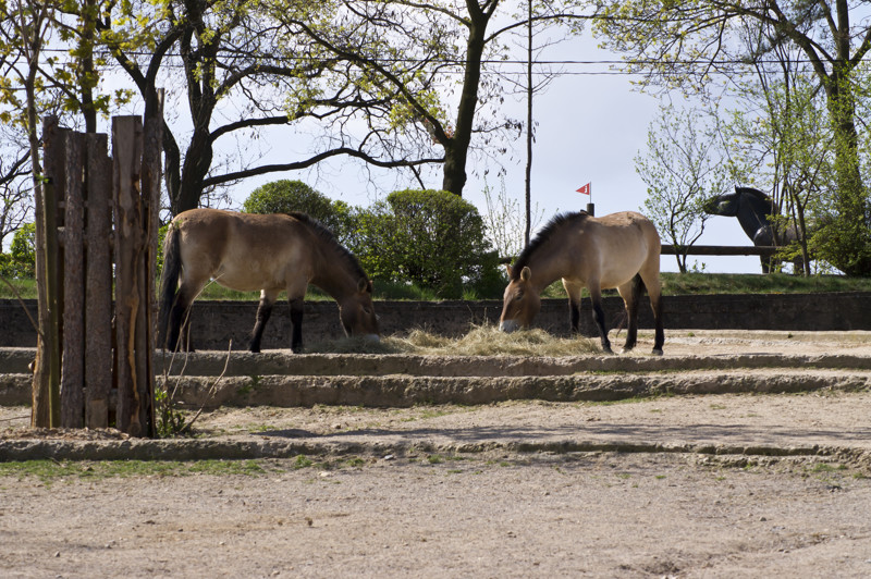 Лошадь Пржевальского - единственный существующий в настоящее время предок домашней лошади
