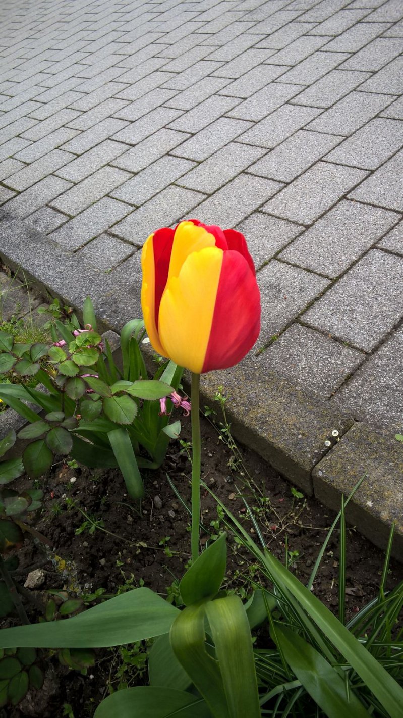 Необычный тюльпан