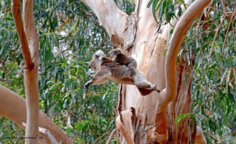 Летящая коала 