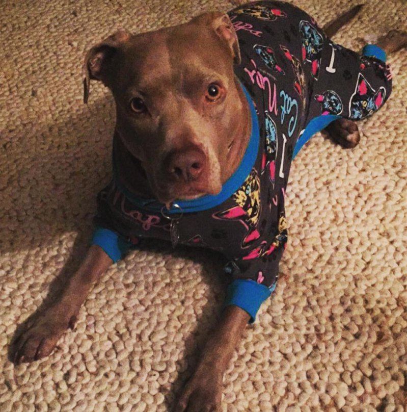 Собака в пижаме