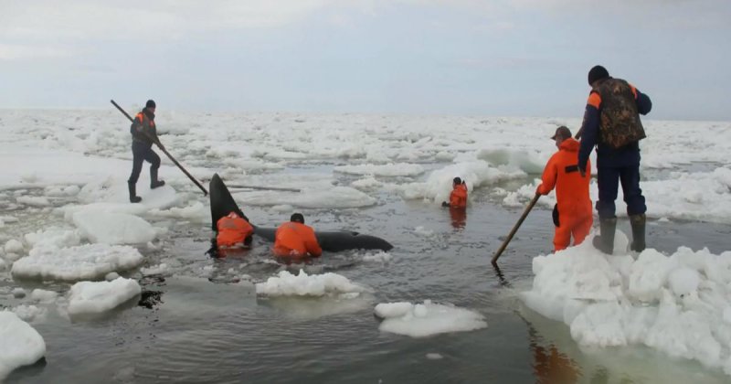 В Охотском море спасли зажатую льдами косатку
