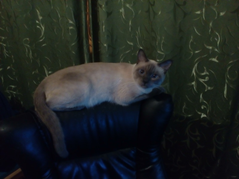 Что может сделать один кот с компьютерным креслом
