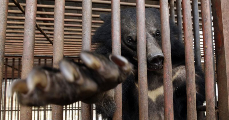 Медведь несколько лет прожил в тесной клетке и наконец получил свободу