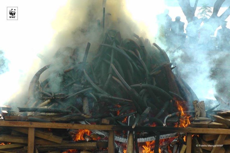 В Камеруне сожгли 2000 слоновьих бивней в рамках акции против браконьерства