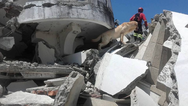 В Эквадоре пёс скончался от обезвоживания после того, как спас семь человек из-под завалов