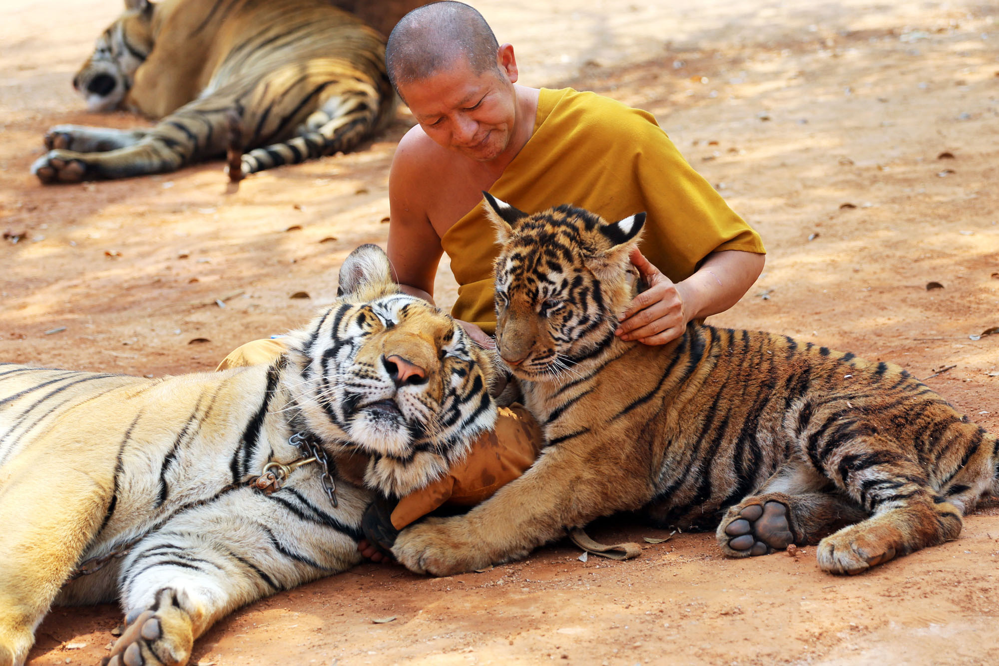 Тигр живу 2. Тигриный монастырь Таиланд. Тигриный монастырь — ват па Луангта Буа Янасампанно. Тигриный монастырь школы Тхеравады. Канчанабури Таиланд храм тигров.
