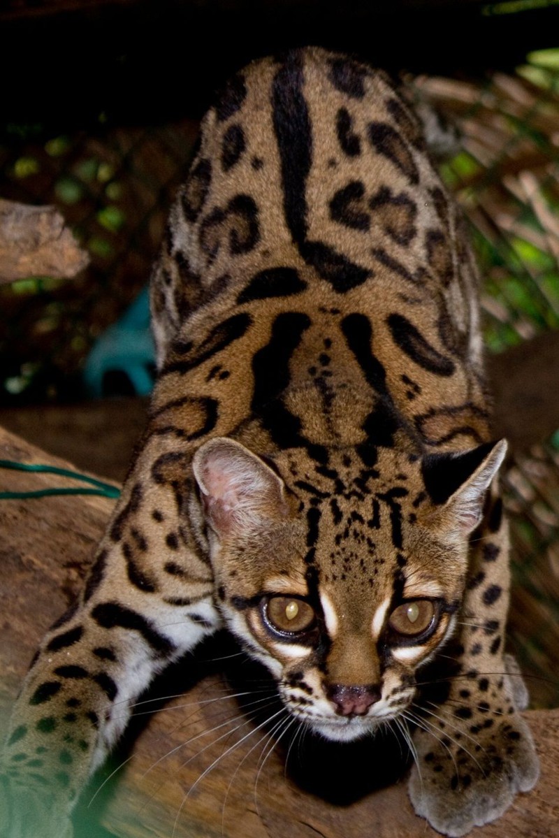 Бенгальская леопардовая кошка