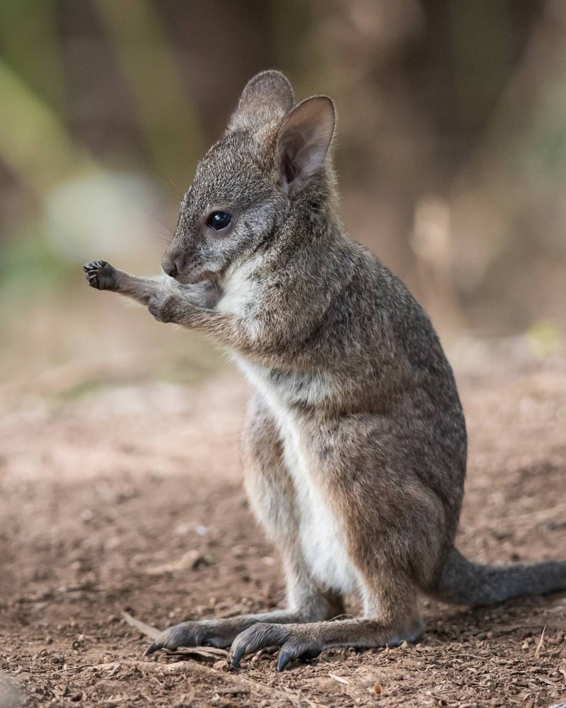 интересные животные в австралии