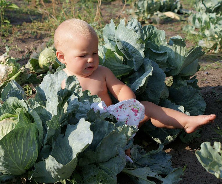 Фото младенца в капусте