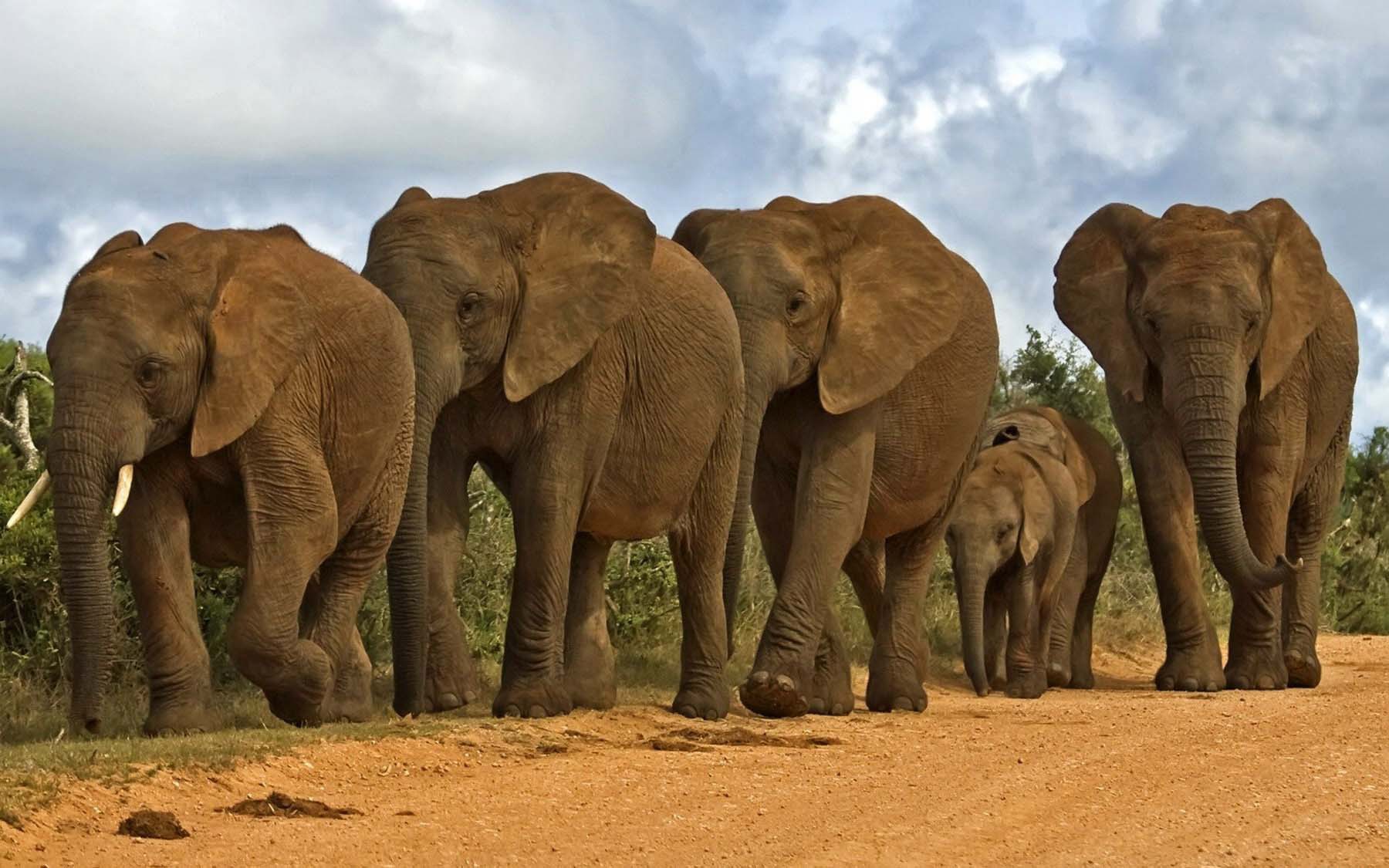 Как выглядит слоновая. Слоны. Африканский слон. Пять слонов. Африканские слоны стадо.