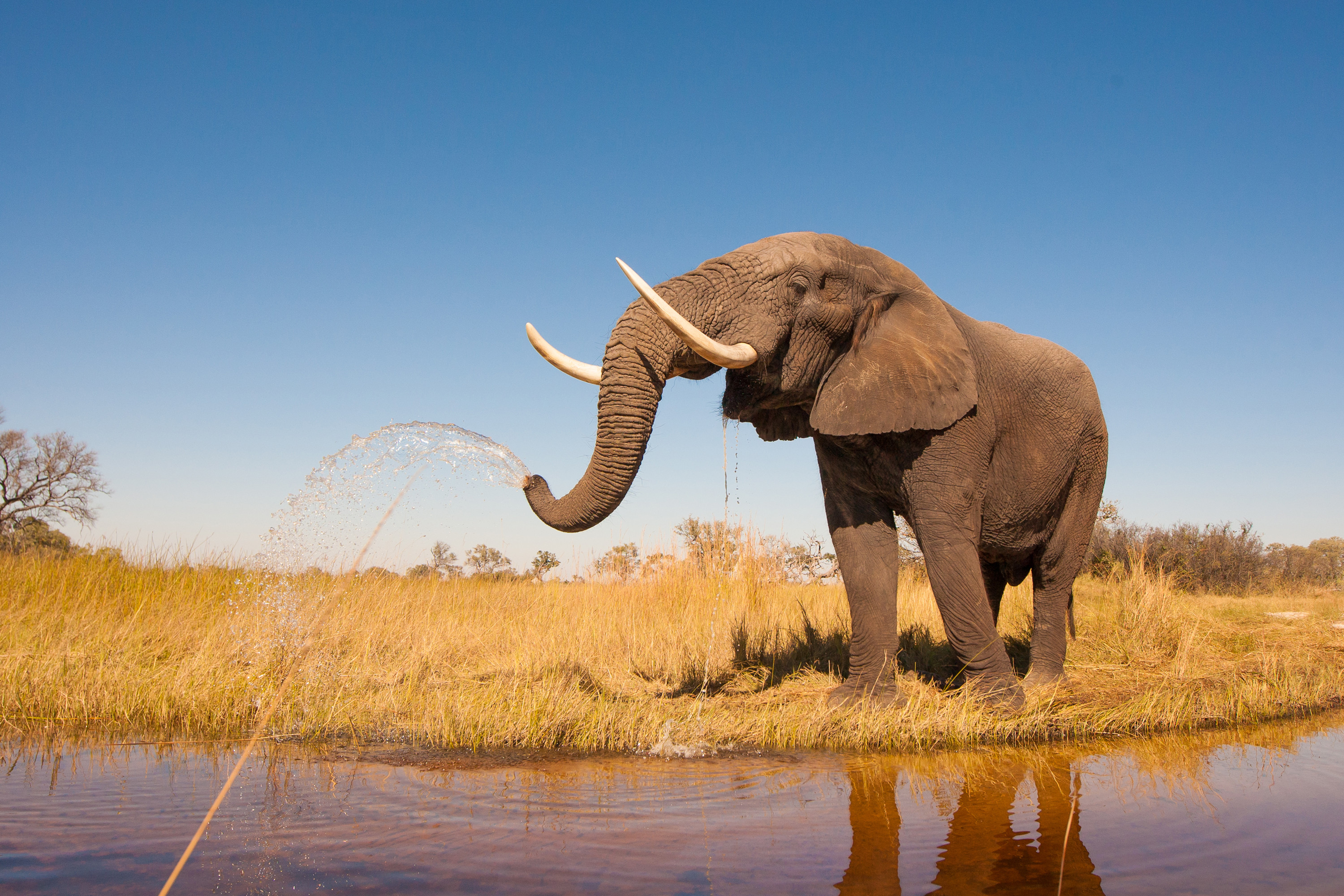 Африканский слон слон