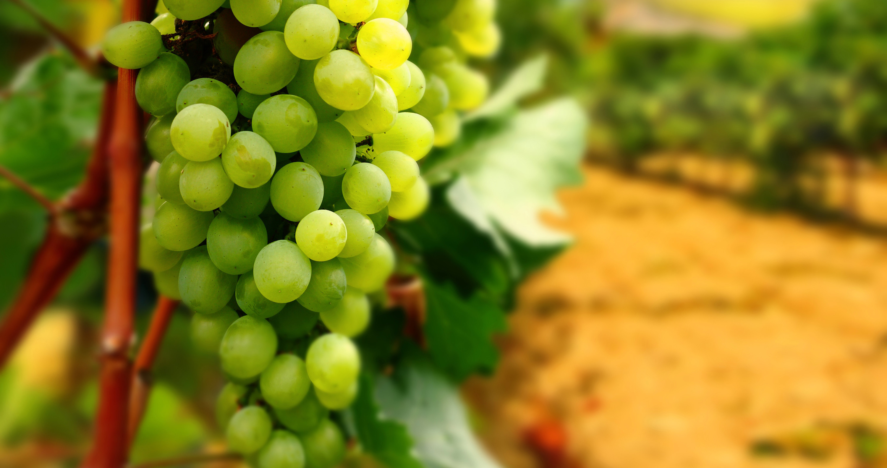 №2: Южноафриканский виноград лечится музыкой Вивальди