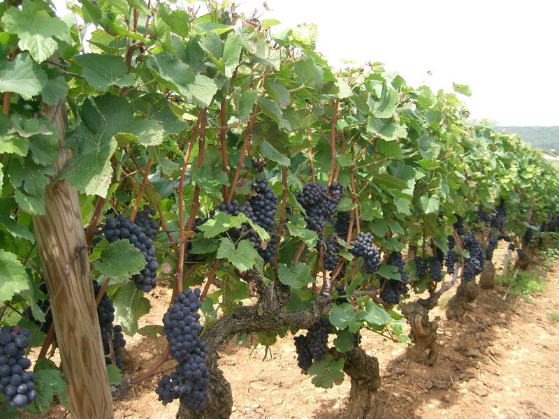 Сбор винограда