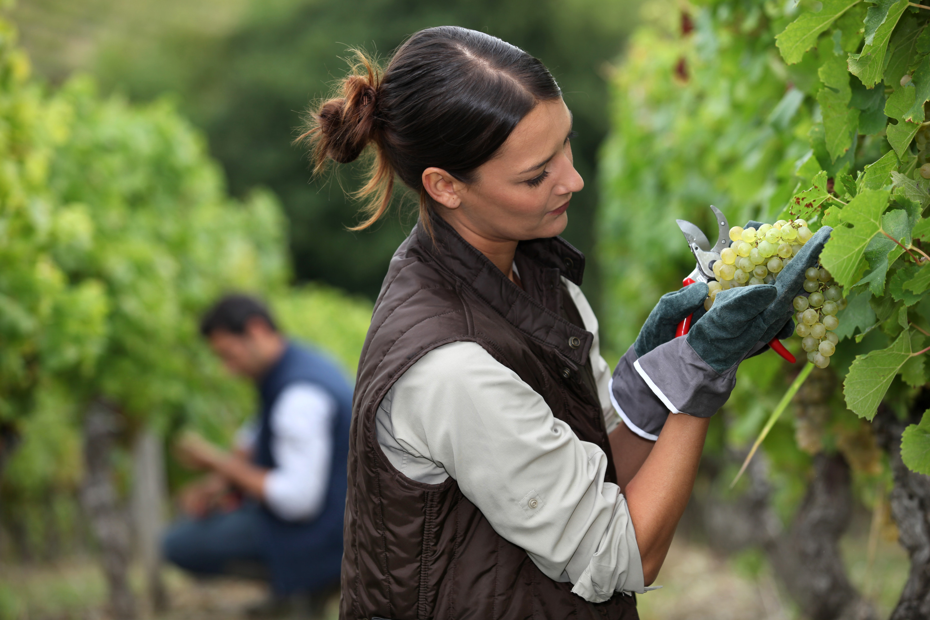 Женщина собирает виноград