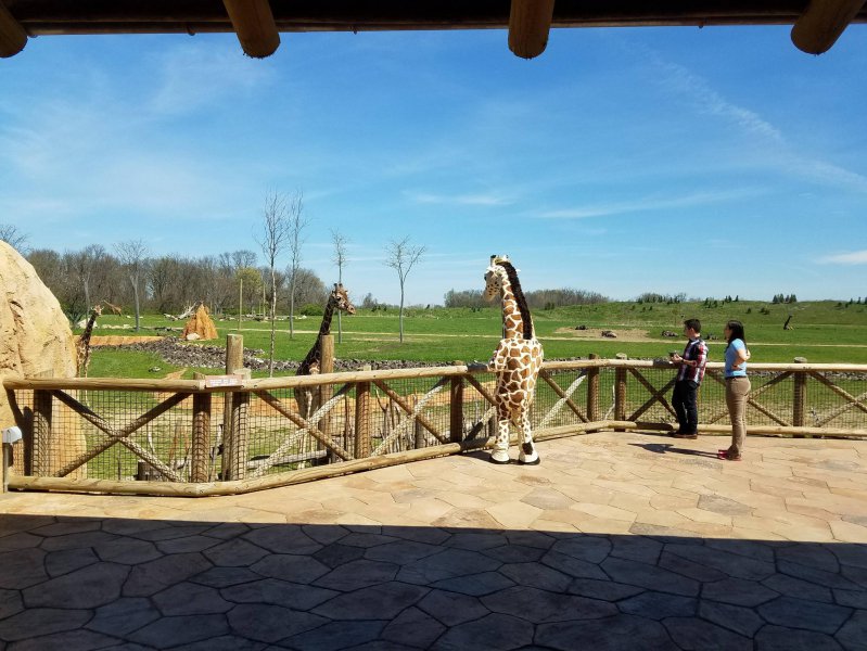 Жираф пришел в зоопарк 