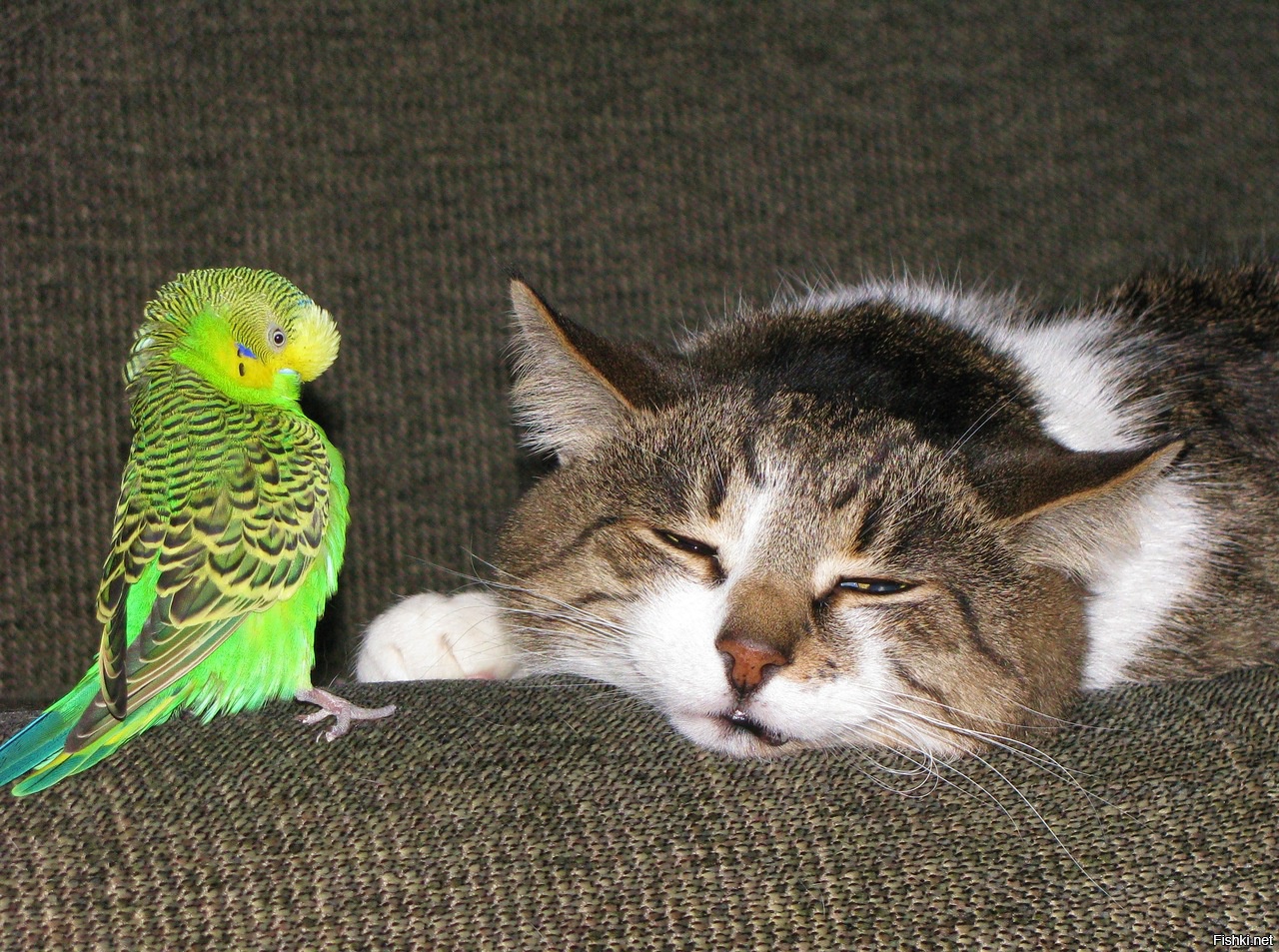 Дружба кота и попугая