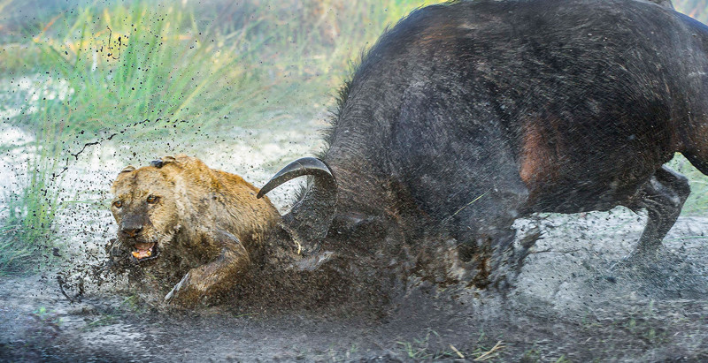 Львицам удалось сбежать, но буйвол нанес им тяжелые раны 