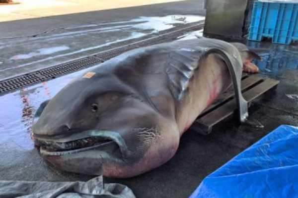 У берегов Японии поймали редчайшую большеротую акулу