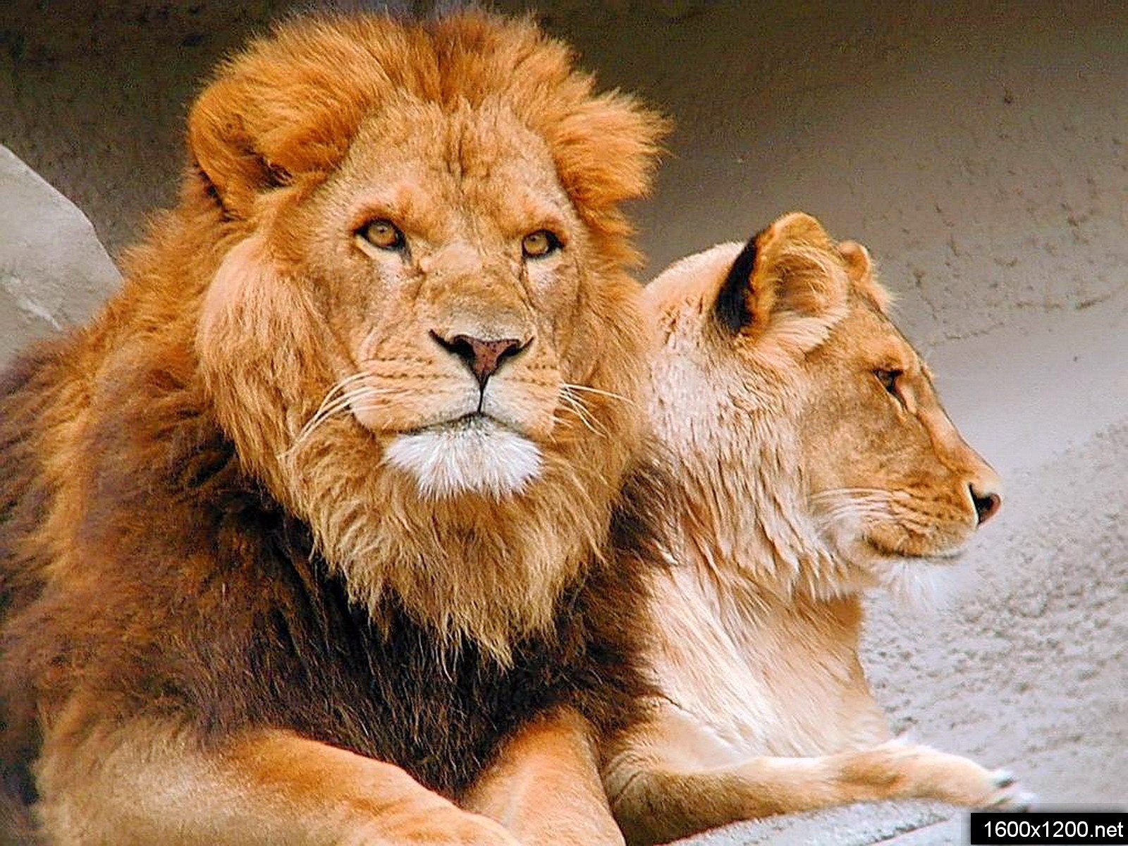 Как понравиться льву. Лев. Лев и львица. Лев фото. Львов фото.