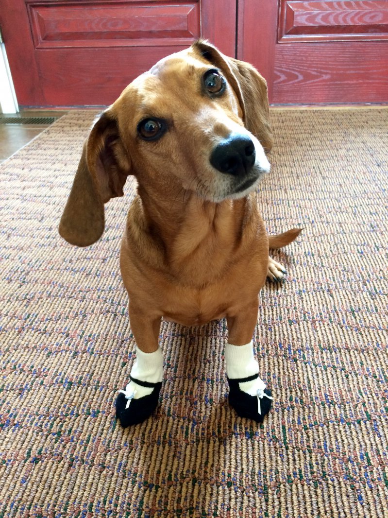Собака в носочках