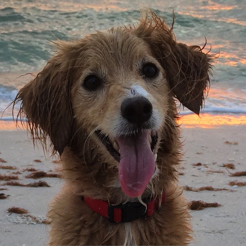 Собака на пляже 