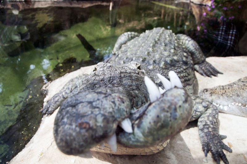 Крокодил с неправильным прикусом 