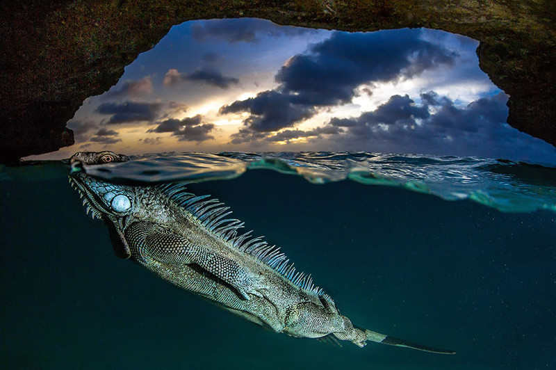 Между двух миров: на этих полуподводных фото видно, что ждет вас за ширмой водной глади