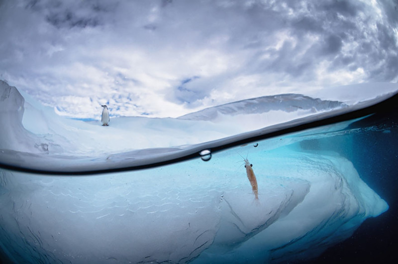 Между двух миров: на этих полуподводных фото видно, что ждет вас за ширмой водной глади