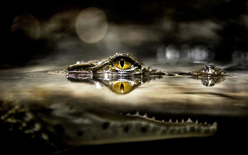 Молодой крокодил, наполовину скрытый под водой.